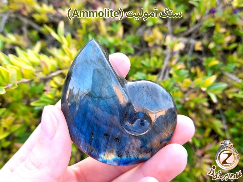 سنگ آمولیت (Ammolite) - سایت طلا و جواهر زر