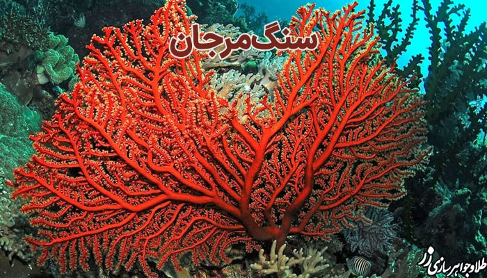 سنگ مرجان دریایی - سایت زر