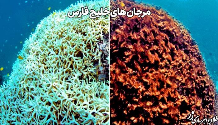 مرجان‌های خليج فارس - سایت زر