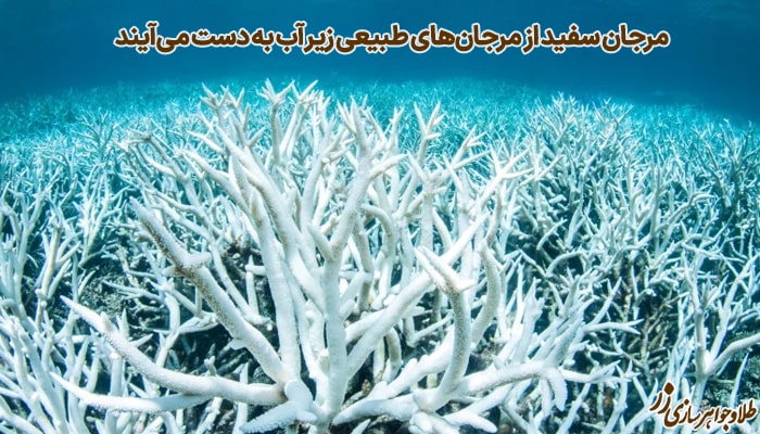 مرجان سفید 