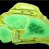 واریسیکیت (Variscite) - مشخصات و ویژگی ها